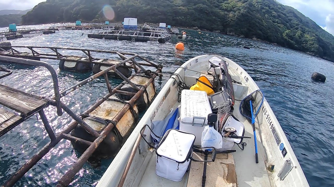 いつもチヌ狙いで通っている養殖イケス周りで石鯛狙ってみたら…