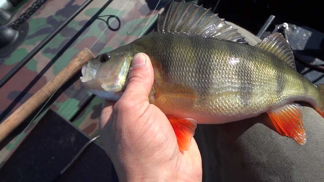 fishing on the Lake in poland   [ spining na jeziorku]