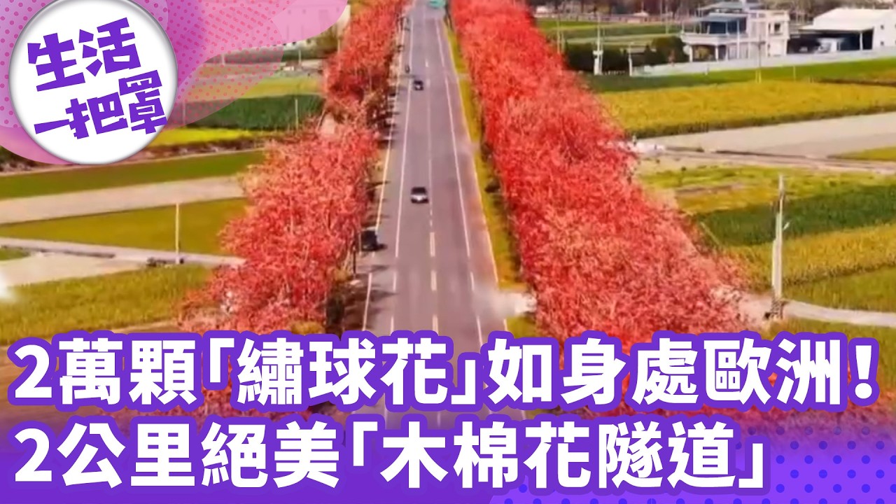 《生活一把罩》2萬顆「繡球花」如身處歐洲！ 2公里絕美「木棉花隧道」