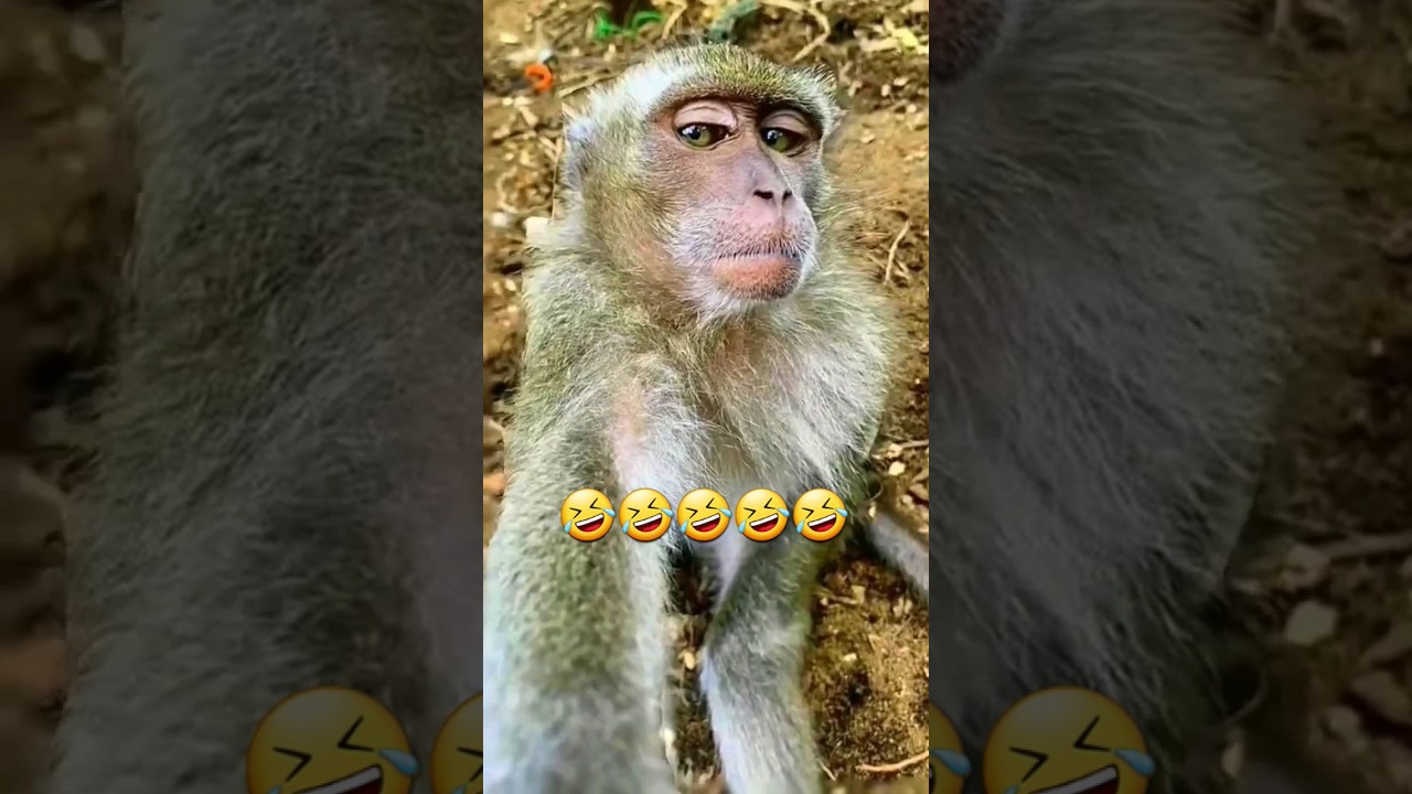 introducing my sweet brother 🤣😁 #monkey #trending #short #viral #funny #today