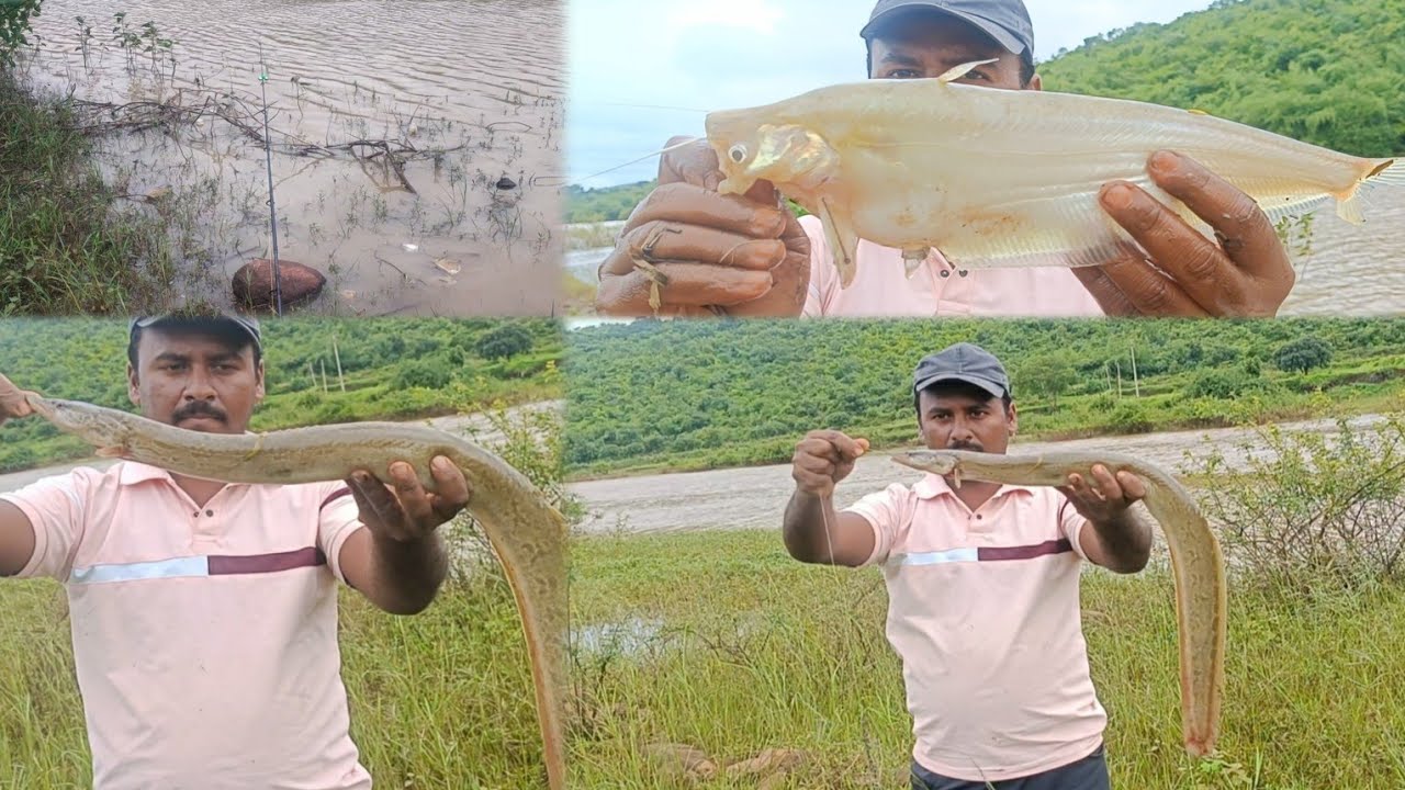 Eel fish catching On markande river  batter catefish catching  river.
