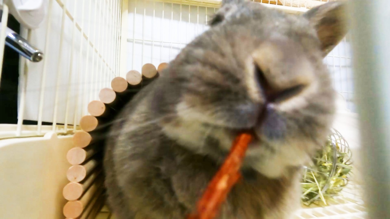うさぎに細いかじり木をあげてみた｜ネザーランドドワーフの反応