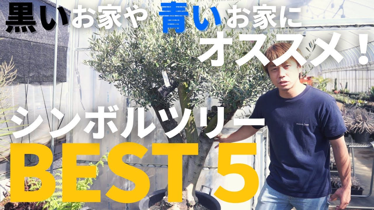 【常緑樹シンボルツリーBEST５！】黒い家や青い家に映えるシンボルツリーおすすめTOP5をご紹介！