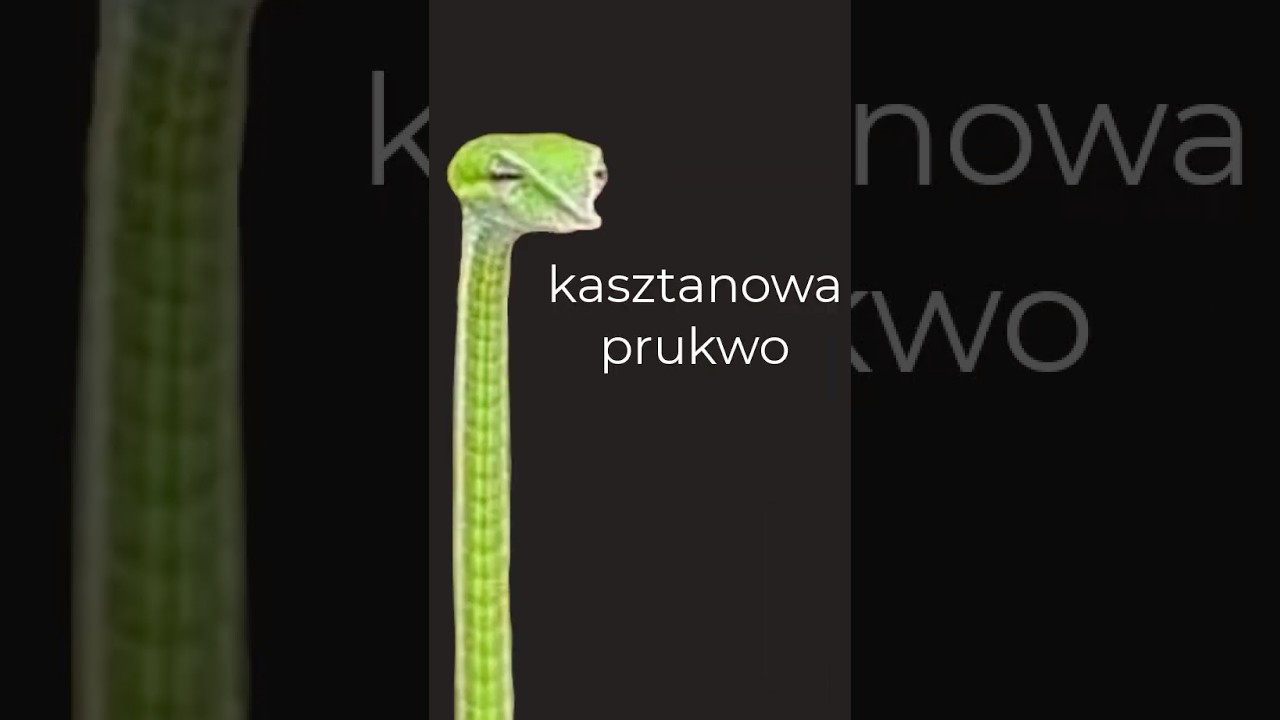 Funkcja liniowa z dopaminowym wężem #shorts
