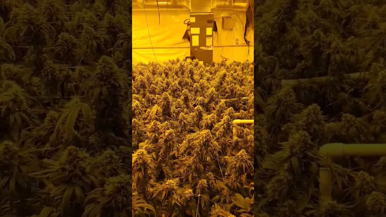 Old school legacy grow - Indoor / HPS grown Death Bubba 🔥