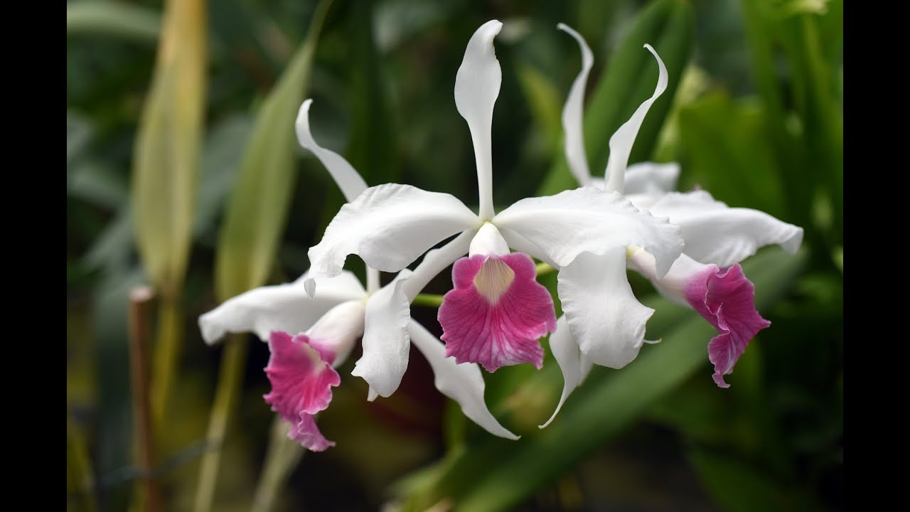 稀有蘭花 Rare Orchid in the world music video 2024