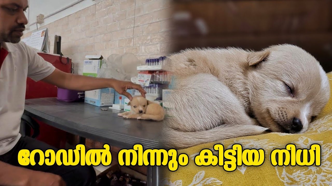 😍ഇങ്ങനൊരു നിധി നടുറോഡിൽ നിന്ന് കിട്ടുമെന്ന് പ്രതീക്ഷിച്ചില്ല 😲💯