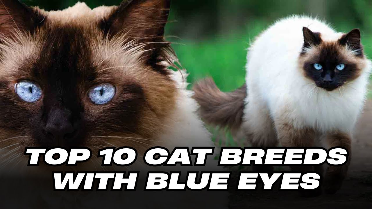 Top 10 Cat Breeds with Blue Eyes