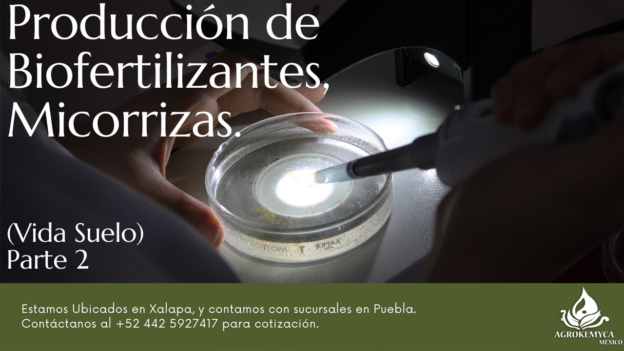 Producción de Micorrizas (Vida Suelo) Parte 2