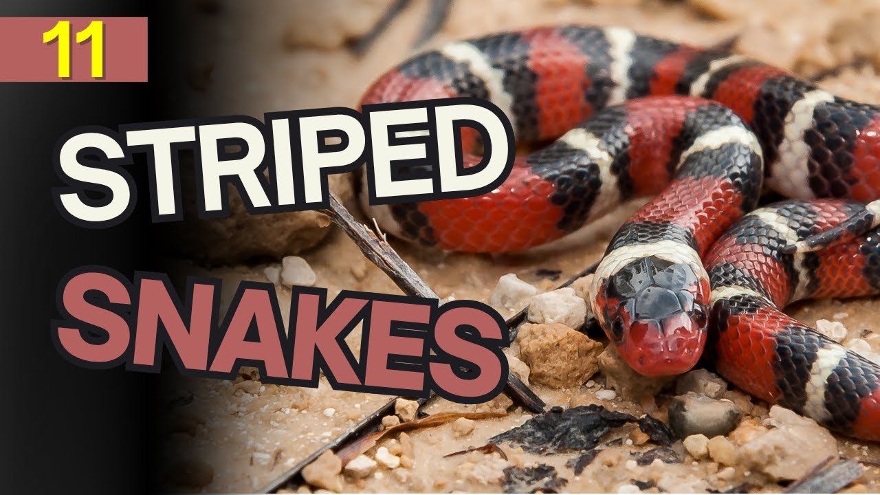 11 Striped Snakes You’ll Find Across the United States