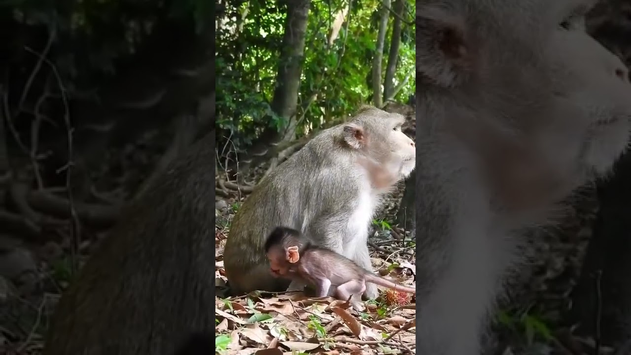 Cute Baby Monkey Cinn #Shorts 266