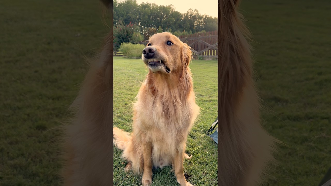 Camping with my dog gone wrong!