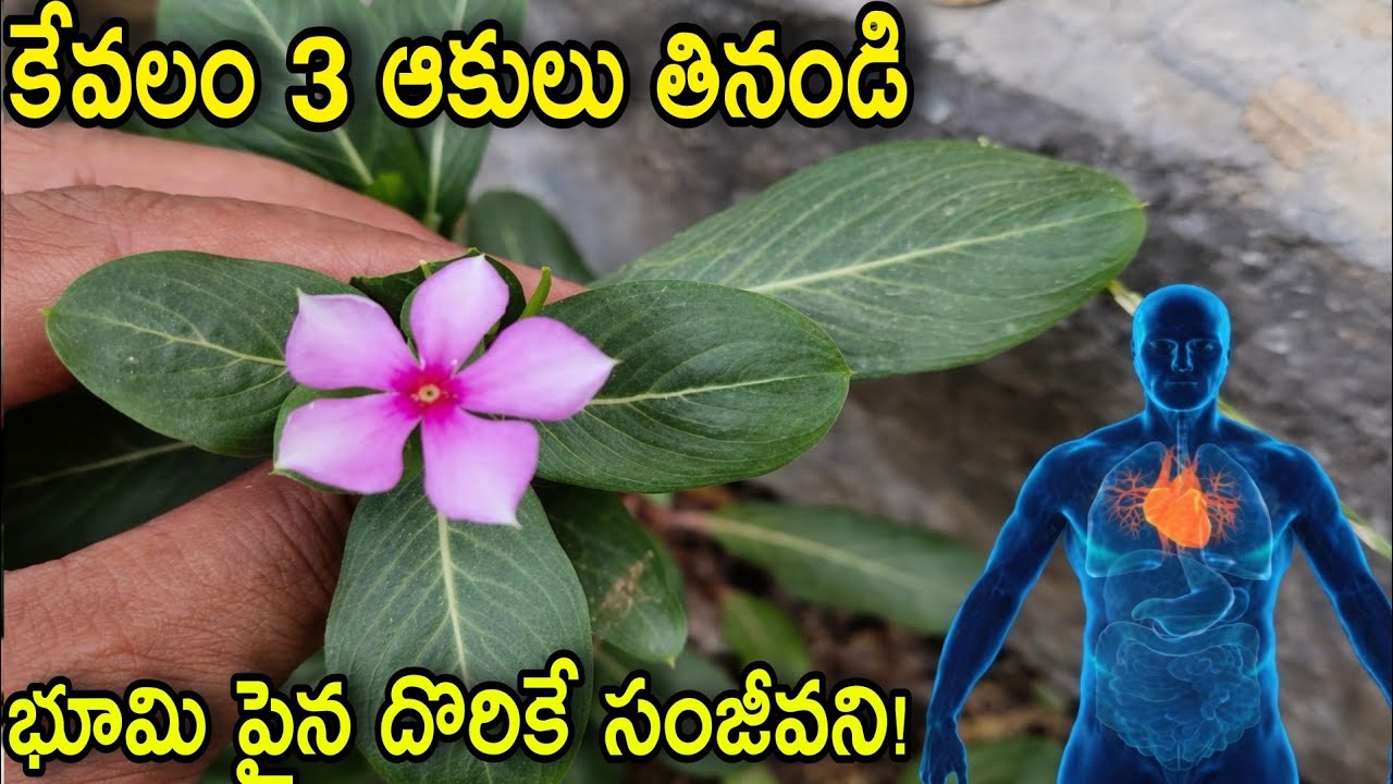భూమిపైన దొరికే సంజీవని..చనిపోయేంత వరకు నడుంనొప్పి,మోకాళ్ళనొప్పి,ఎప్పటికీరావు,తెల్ల జుట్టు,తలనొప్పి