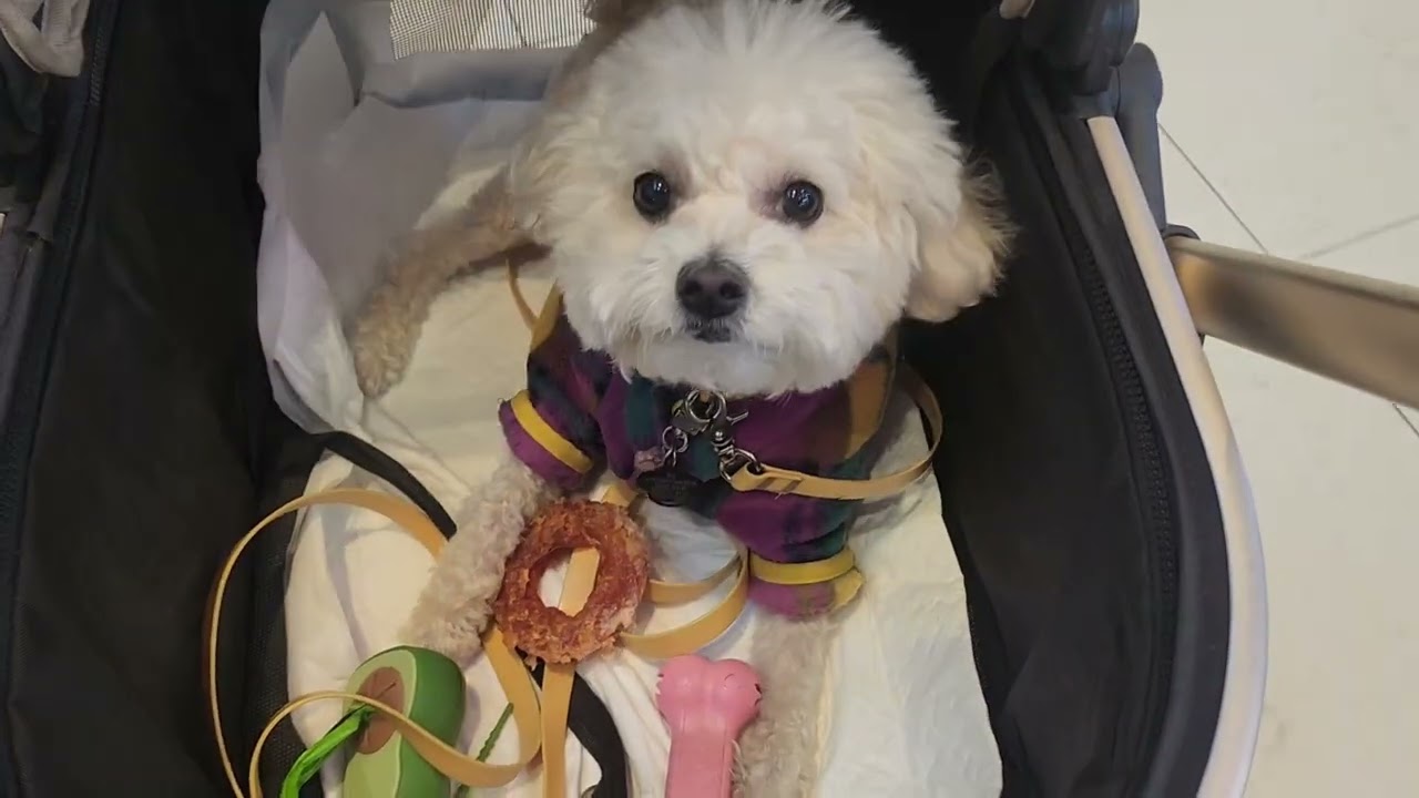 두유랑 쇼핑 go shopping with my dog 2026.2.8