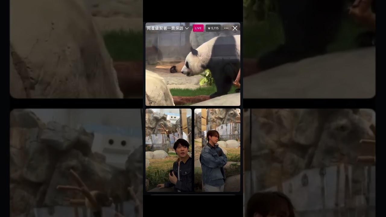 IAN CHAN 陳卓賢 KEUNG TO 姜濤🐼 家姐細佬後援會IG Live 20250407￼ （有弟表演食竹😆)￼￼