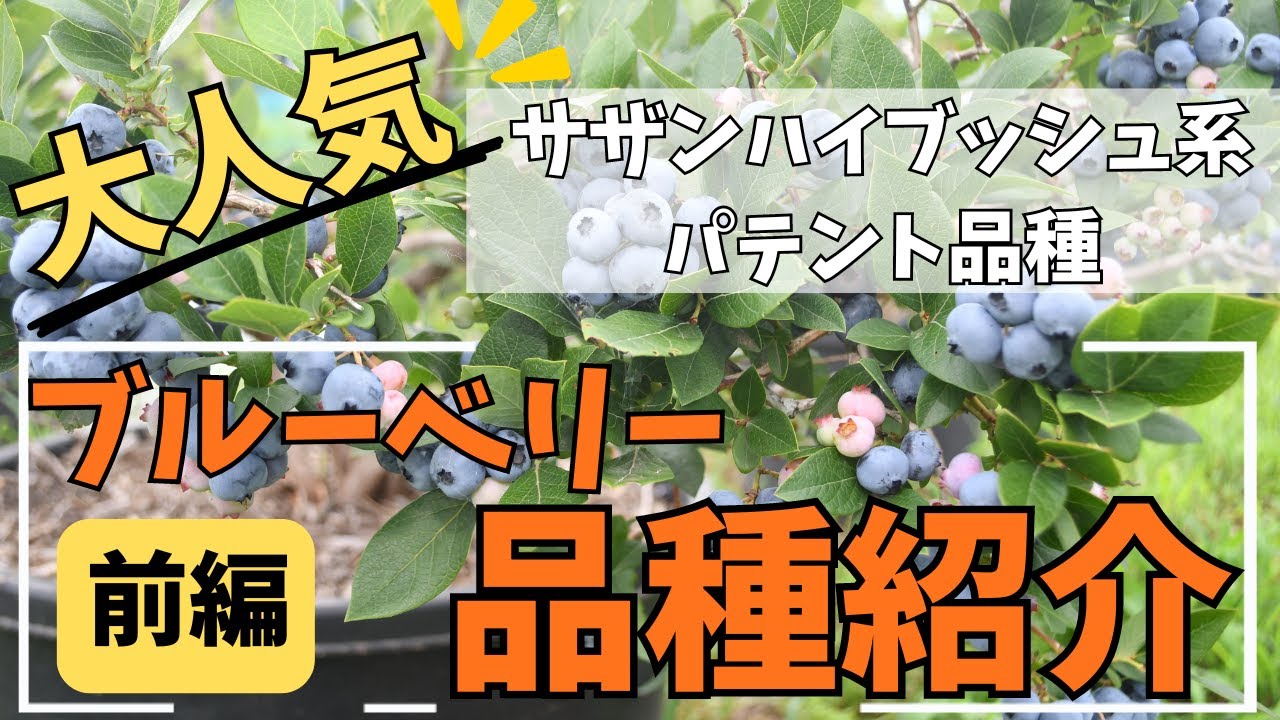 前編【品種紹介】ブルーベリー/サザンハイブッシュ系パテント品種紹介