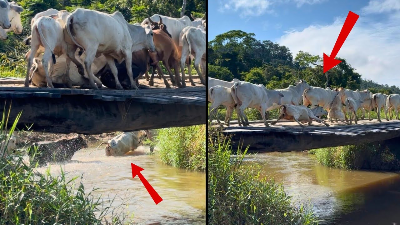 A PONTE BALANÇOU TODA 😱 FOI MUITO GADO PASSANDO.