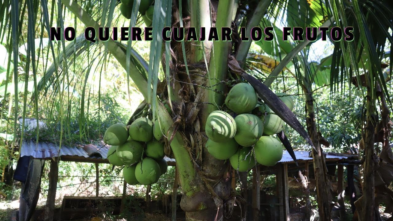 No quiere darte frutos tu palma de coco? Tienes que hacer esto y aplicarlo.