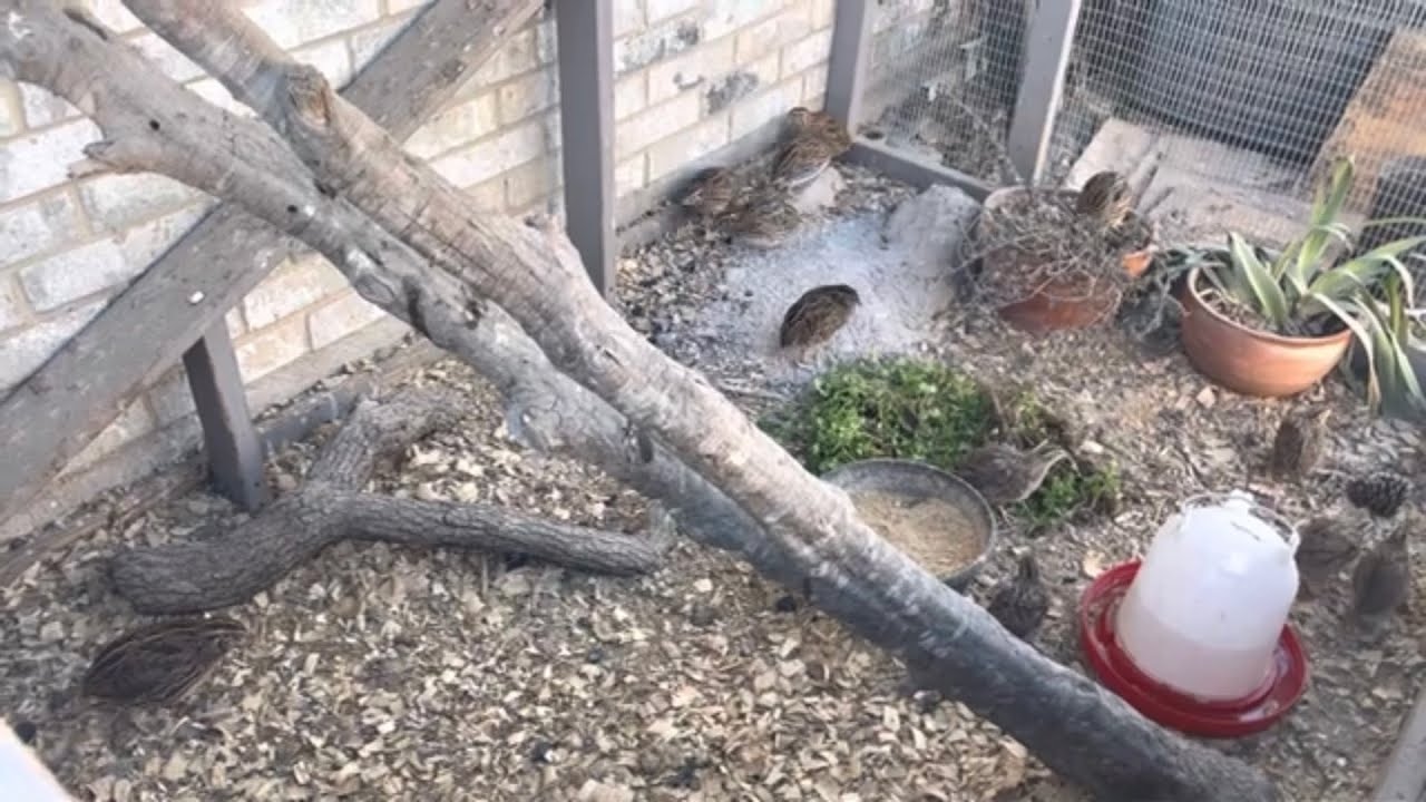 Raising Coturnix Quail On The Ground | Update