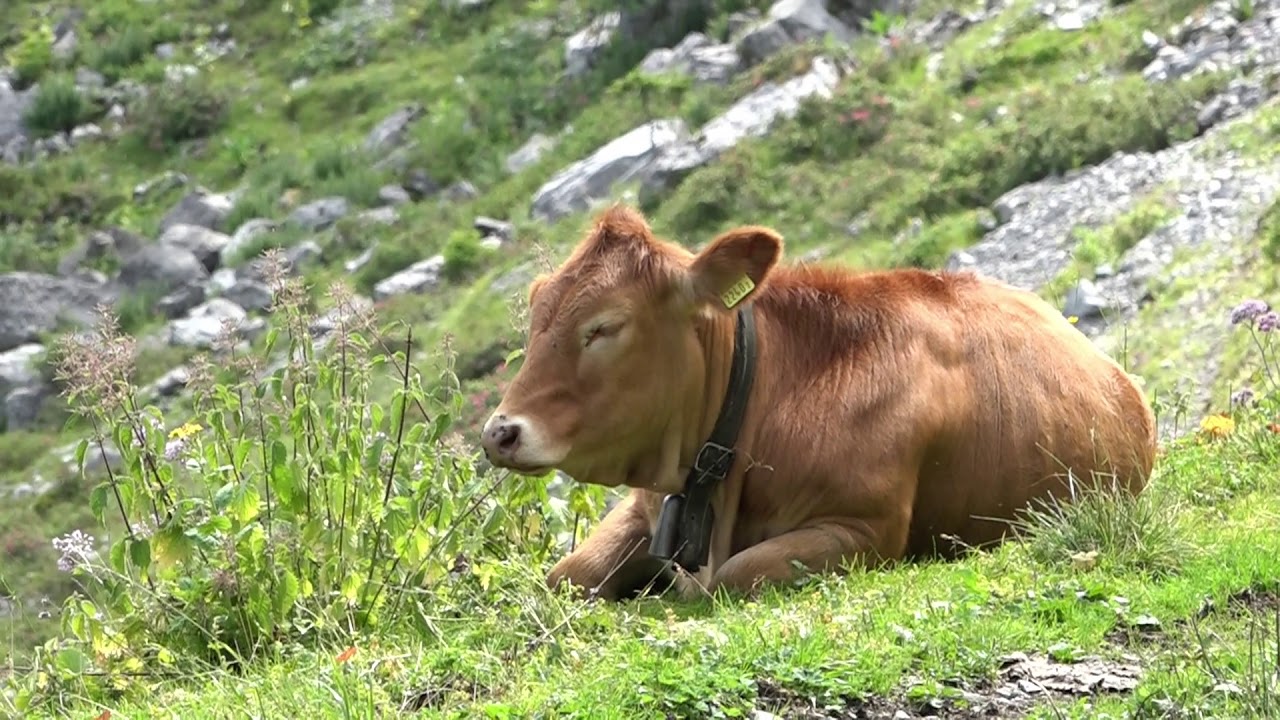 Bannalp - die Wohlfühlalp in der Zentralschweiz
