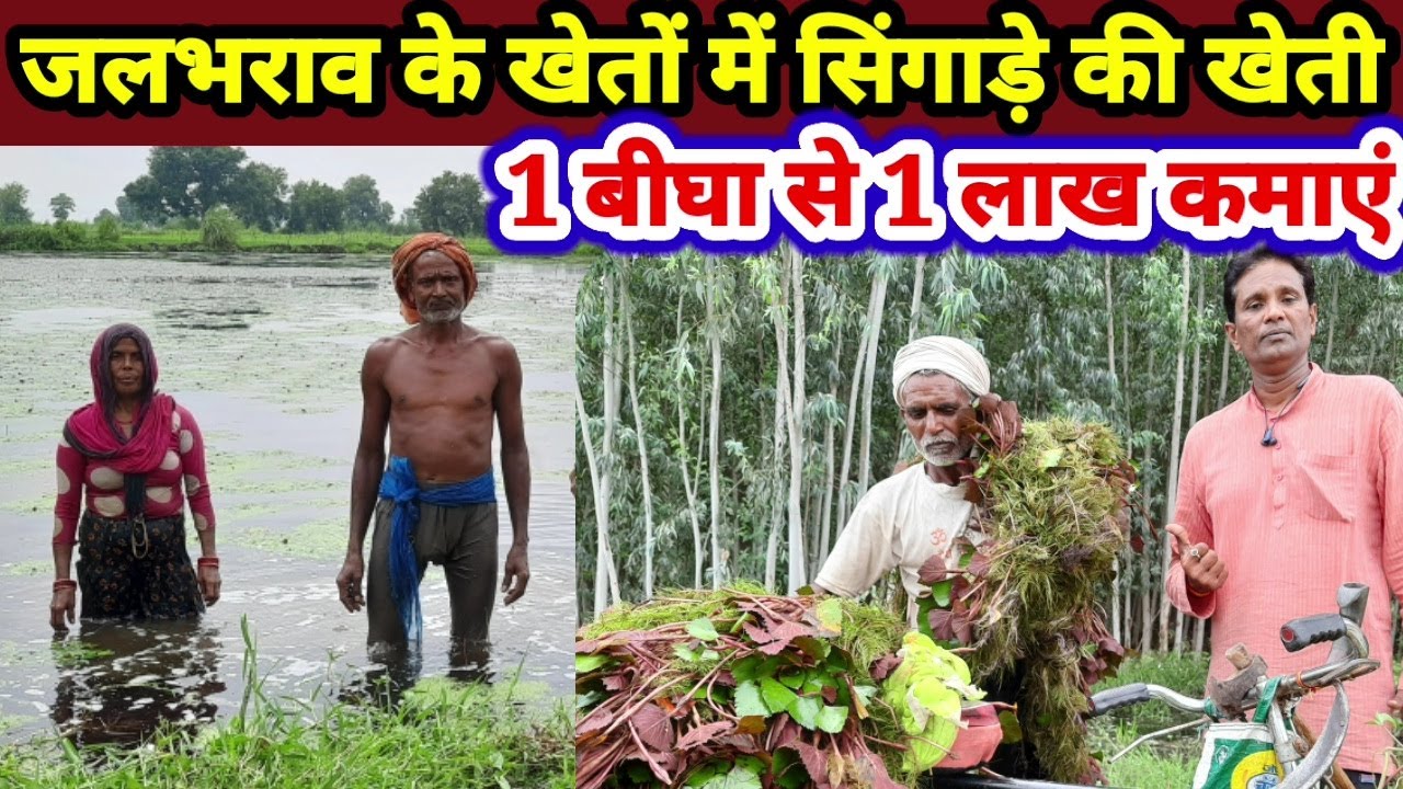 Singade ki kheti: जलभराव के खेतों में सिंघाड़ा की खेती से एक बीघे से ऐसे कमाए एक लाख