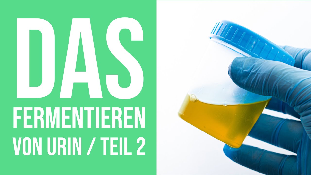 Das Fermentieren von Urin Teil 2 / Oder wie Ihr einen mega Dünger selber herstellt!