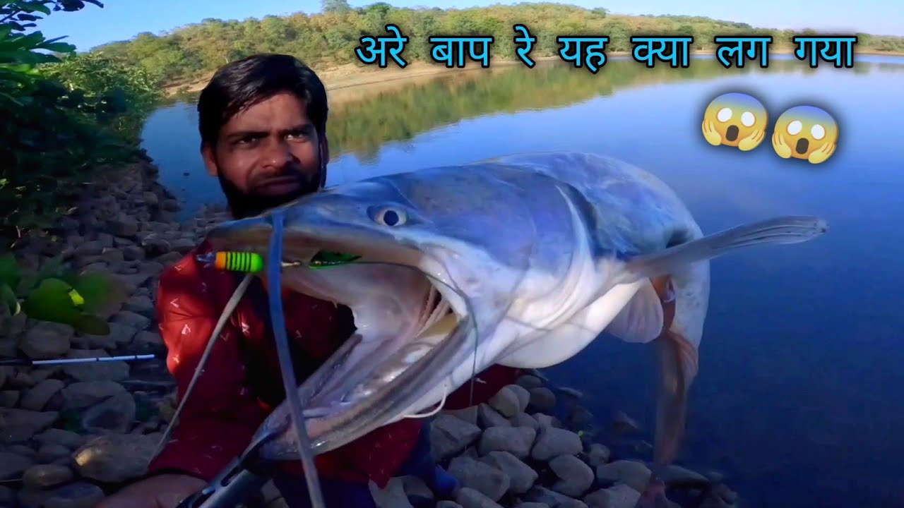 Big Monster fish hunting | incredible Wallago attu catfish catch | Padhina fish | Pathan Machhali