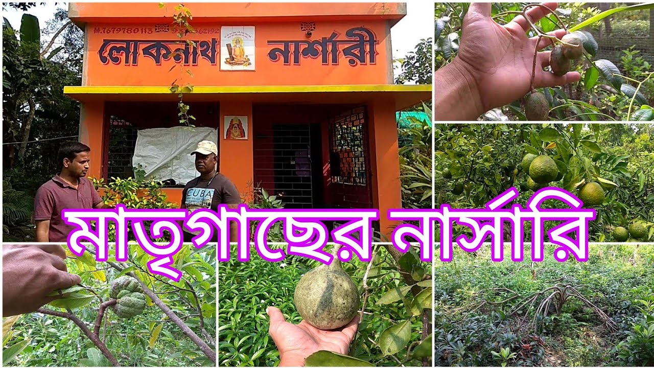 লোকনাথ নার্সারি কৃষ্ণনগর | Loknath Nursery Krishnanagar | কৃষ্ণনগর নার্সারি