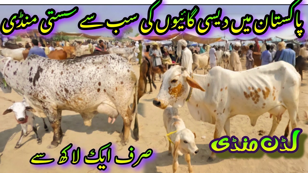 Cheapest Cow Market Rates in Pakistan/Sahiwal Cholistani Cows Price In Pakistan/Luddan Cattle Market