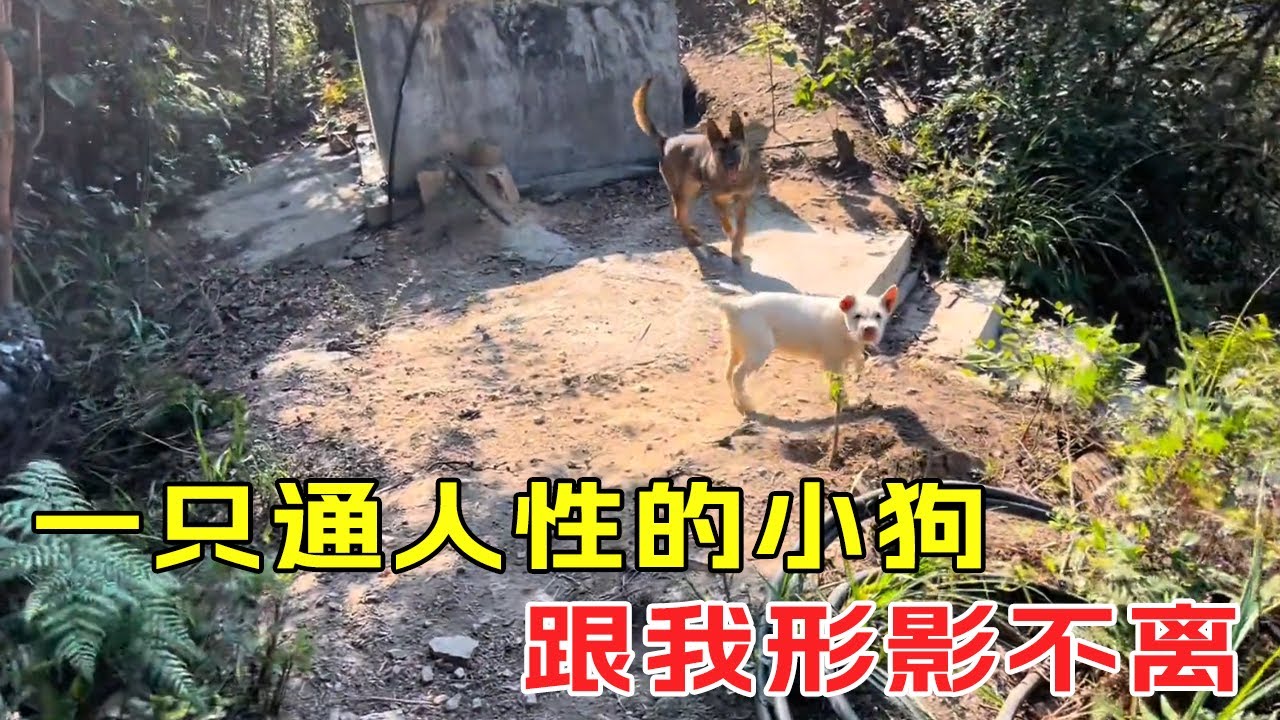 200块钱买来一只通人性的小狗，跟我形影不离，原来狗也懂得感恩#我的乡野山居生活【乡野志刚】