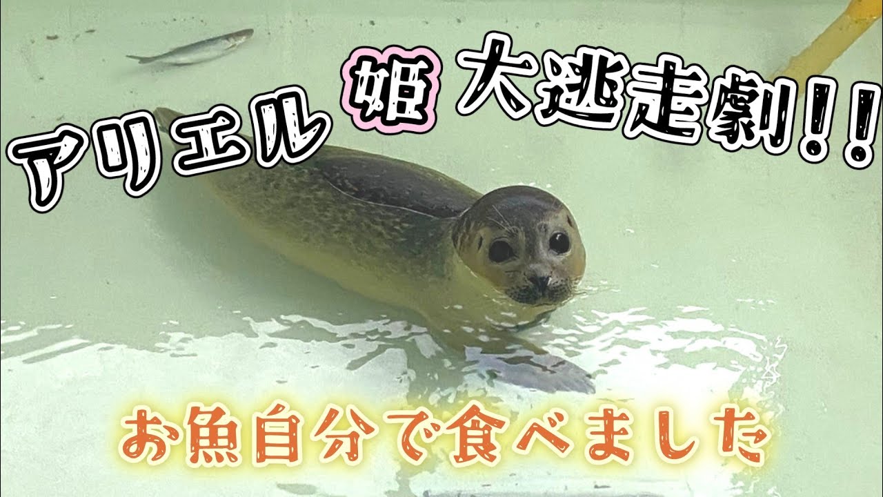 アリエル姫の大逃走劇  お魚にも興味でてきました 【アザラシ幼稚園】