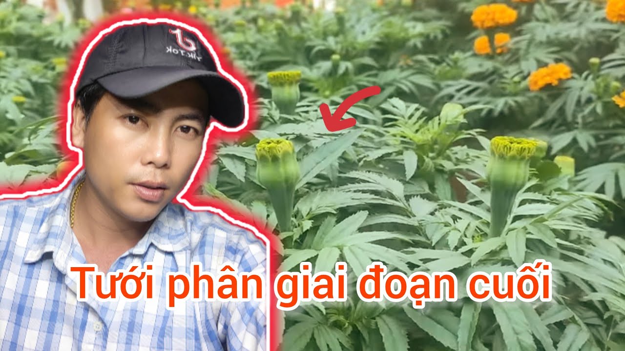 cách trồng bông vạn thọ tết 2026, tưới phân giai đoạn cuối, huỳnh tinh vlog