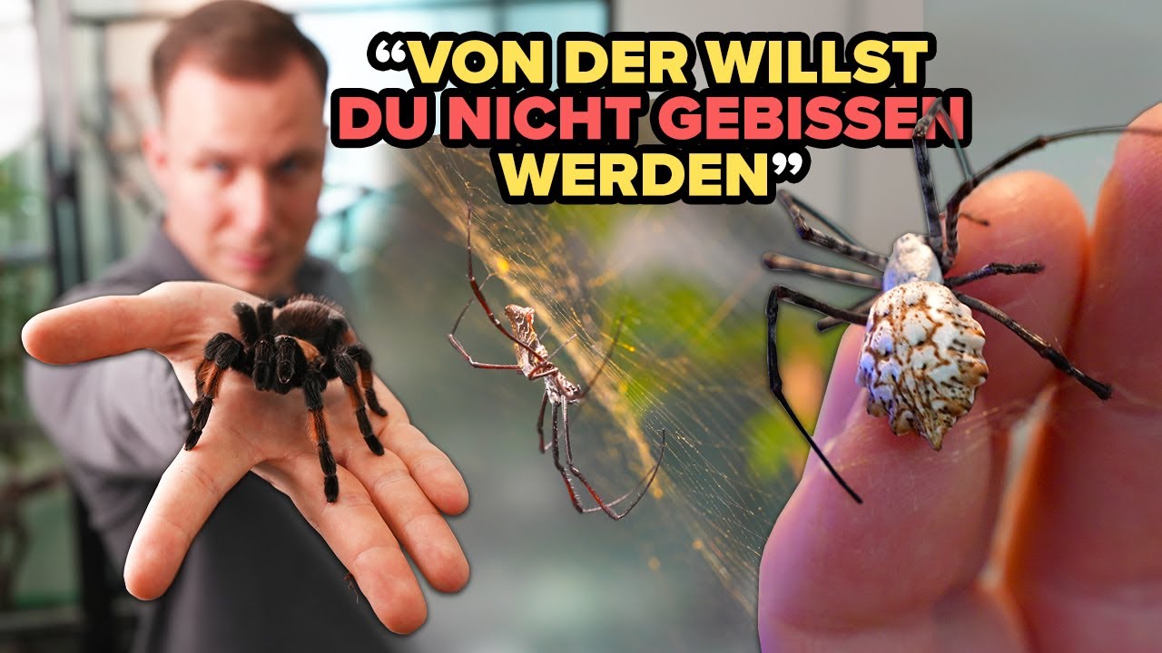 GIFTIGE SPINNEN - Hier sind alle Terrarien abgeschlossen! ⚠️