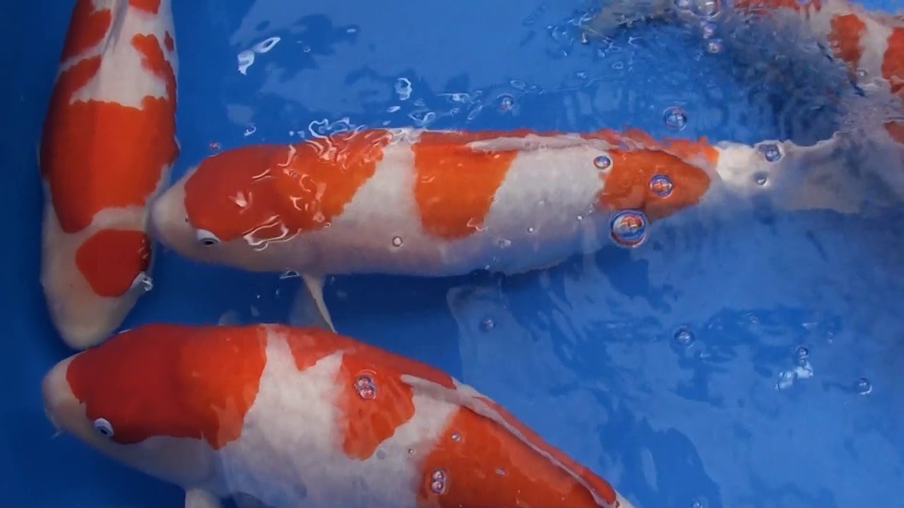 Narita Koi Farm Japan's No.1 Koi Auction Cup!