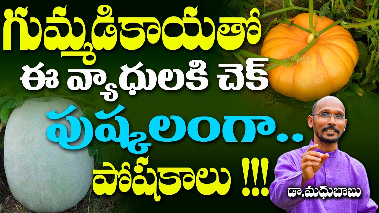గుమ్మడికాయతో ఈ వ్యాధులకు చెక్ పుష్కలంగా పోషకాలు !! | Dr. Madhu Babu | Health Trends |