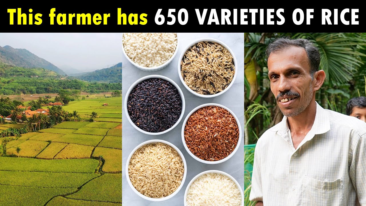 This farmer has around 650 varieties of paddy..! Satyanarayana Beleri | Rice Varieties