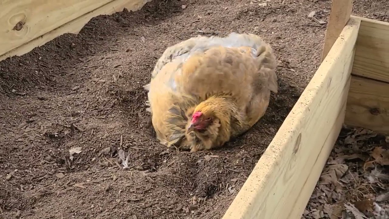 Elvis Enjoys a Dust Bath