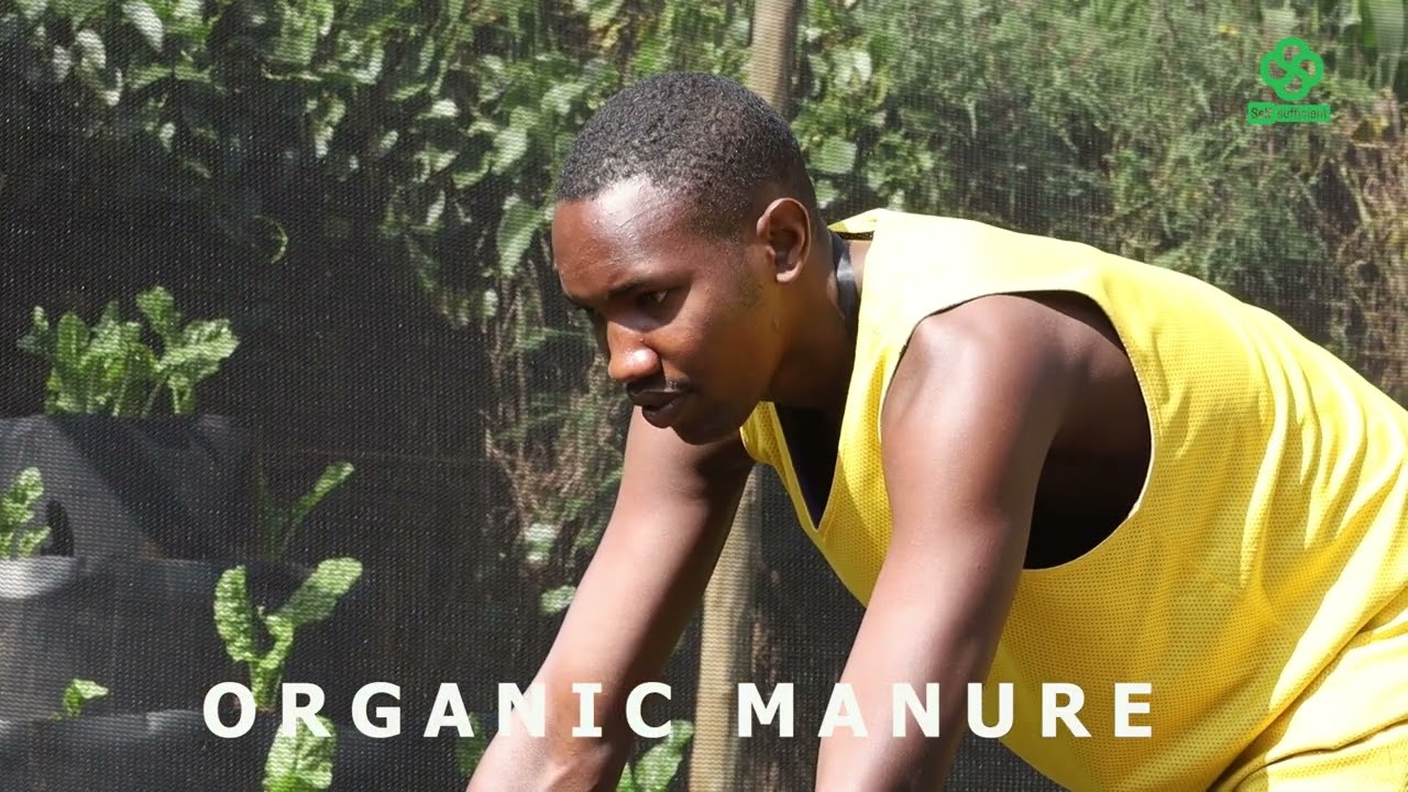 HOW TO PLANT AZOLA
