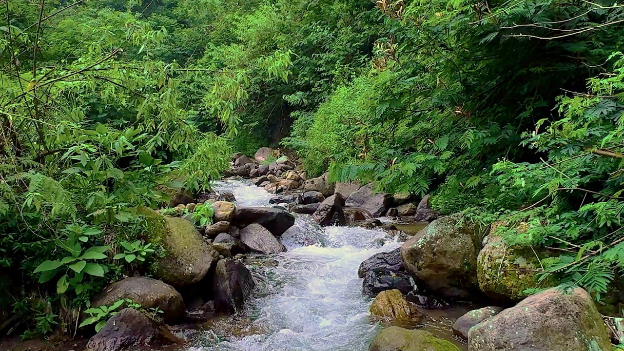Relaxing Forest Scenery with Birds, Stream Sounds, and Gentle Watersounds
