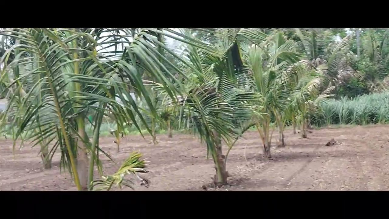 coconut tree Gowrth  2year
