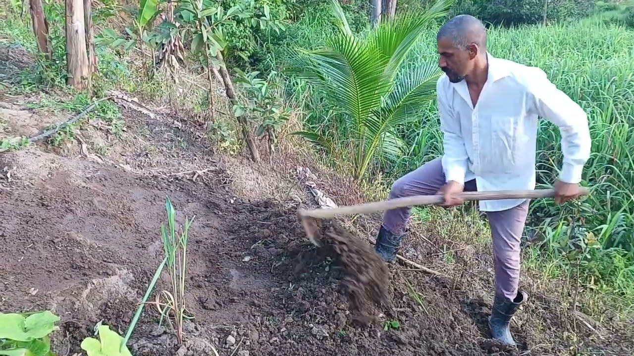 Roçando mato / limpando bananas e etc....