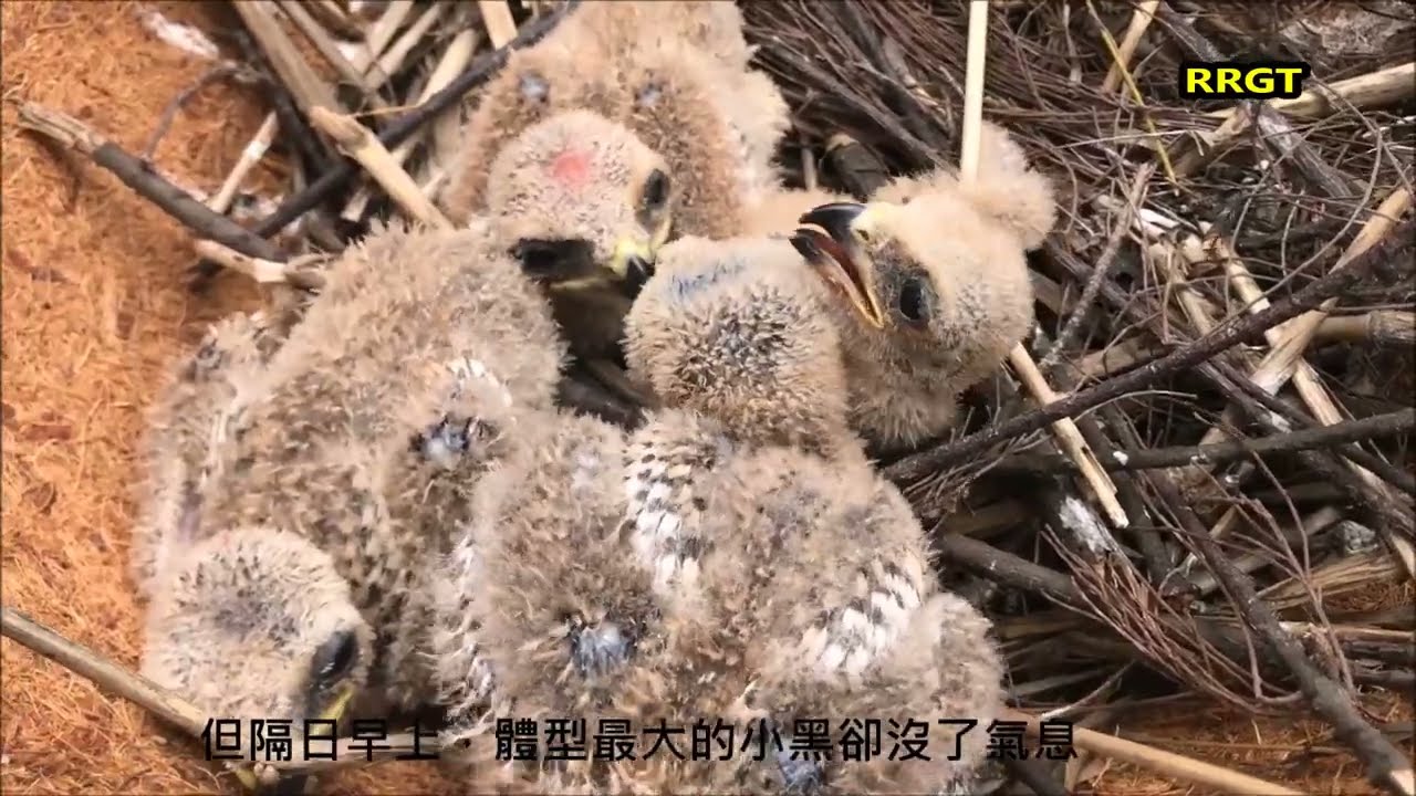2018 黑翅鳶救援記