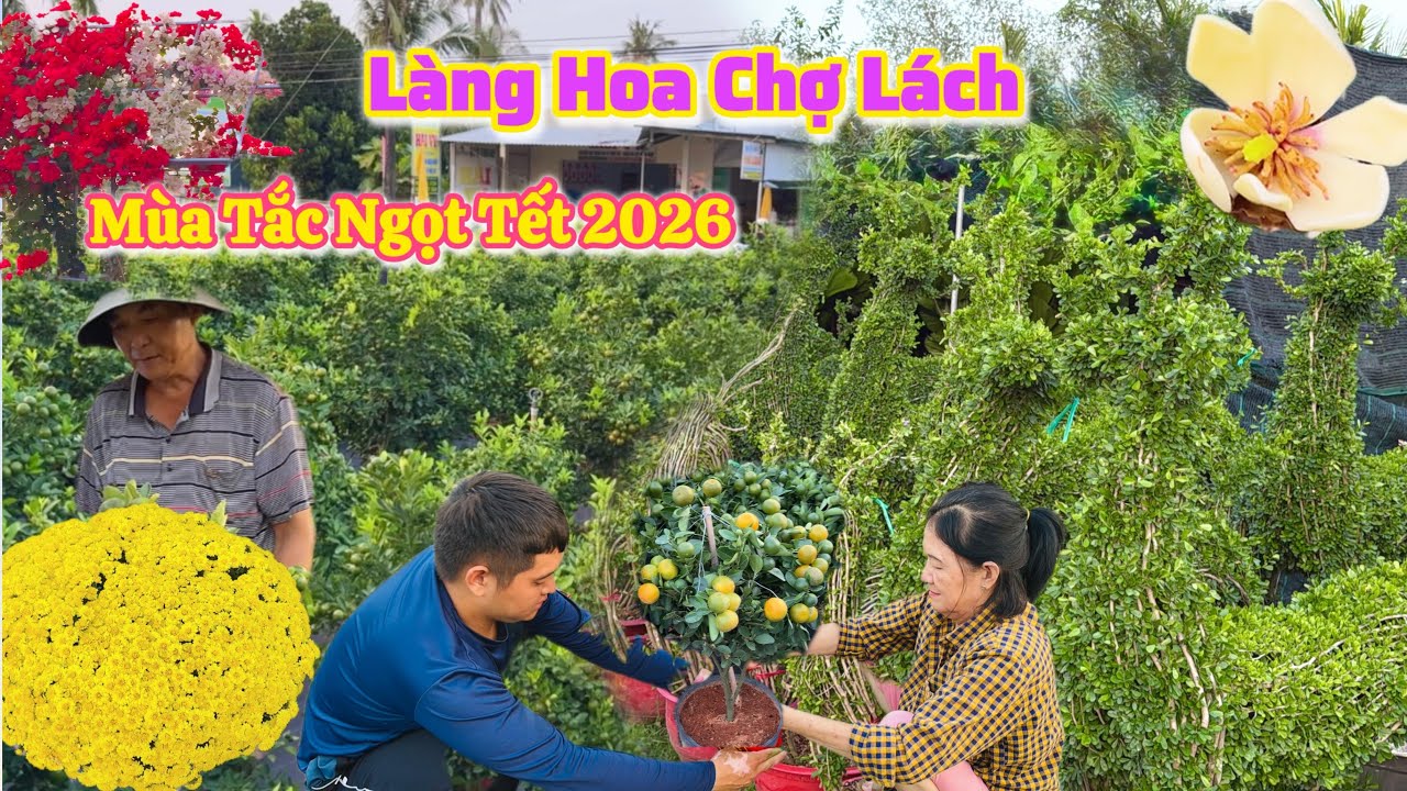 Bến Tre| Du lịch Làng hoa kiểng Chợ Lách chậu tắc ngọt mùa Tết 2026| TrNQ