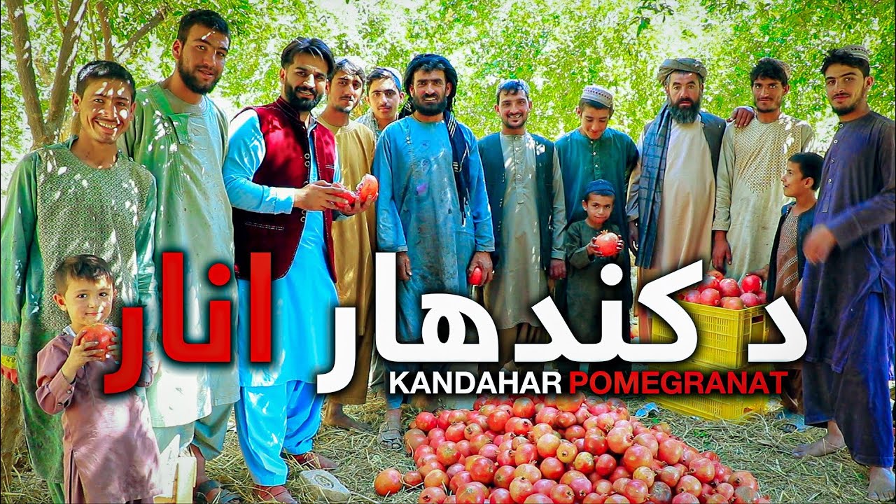 د کندهار انار  Kandahar Pomegranate