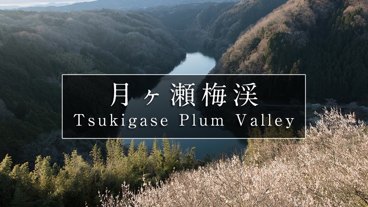 奈良県三大梅林「月ヶ瀬梅林」｜奈良観光コンシェルジュが奈良市の梅林をご紹介：Tsukigase Plum Valley in Nara City｜Nara