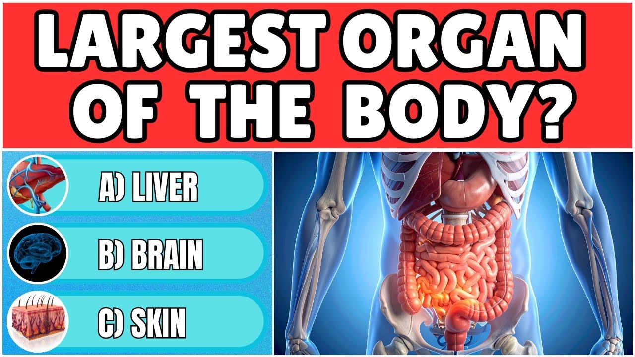 Human Body Quiz (50 Questions) — How Much Do YOU Know?