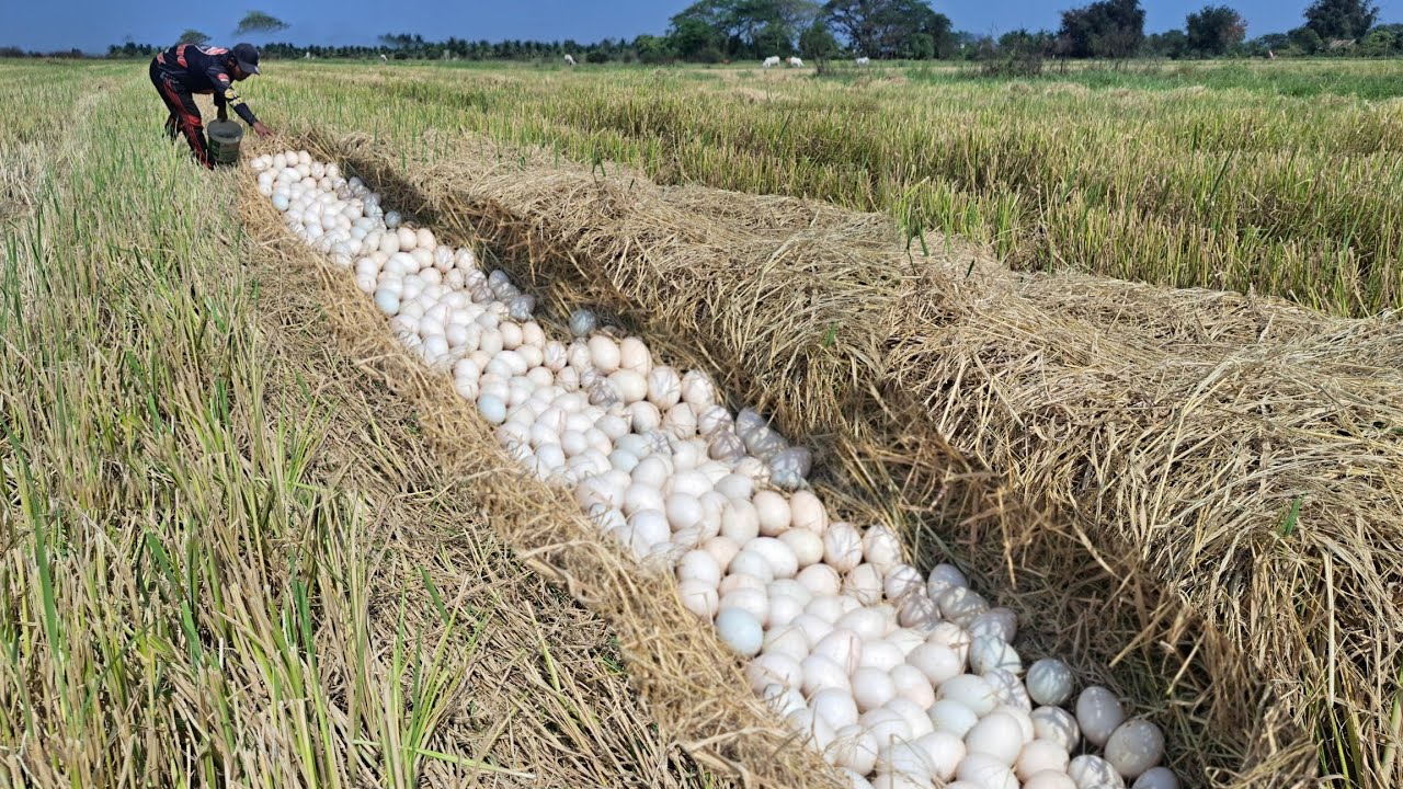 wow wow unique! pick a lot of duck eggs on the straw at dry field by hand a female farmer