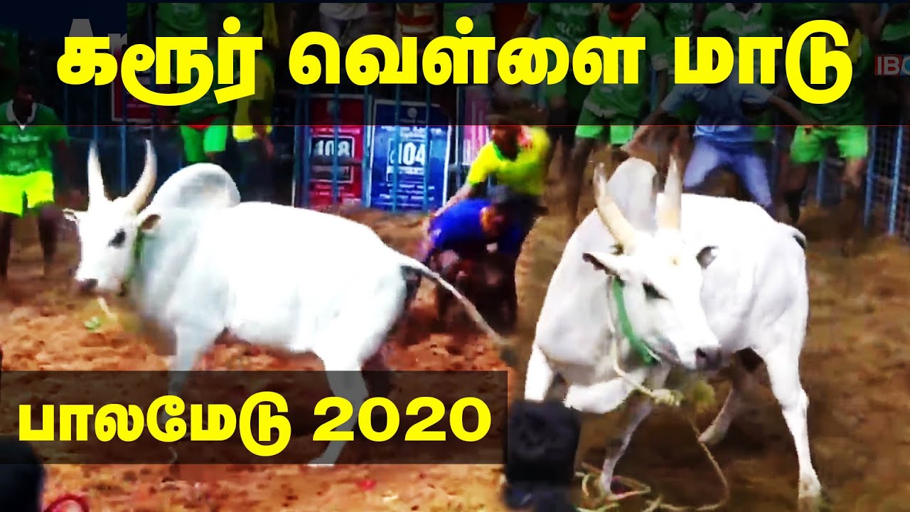 Karur Vellai Maadu | Avaniyapuram Jallikattu 2020 | கரூர் வெள்ளை மாடு | அவனியாபுரம் | SP Kumar Maadu