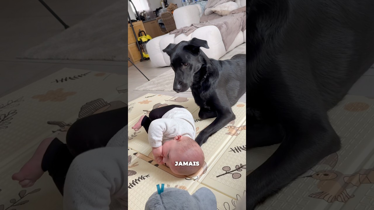 Une relation chien/b&eacute;b&eacute; incroyable ✨👶🏼 #bebe #chien #relation #amour #jeunemaman #parents