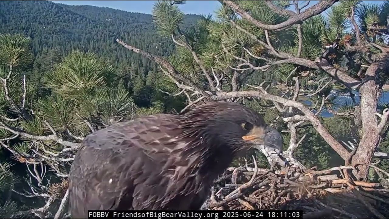 Gizmo hurries over and gives Sunny a hug  ❤️🤗| 6.24.25